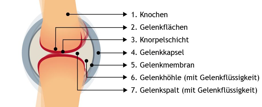 Arthrose Gelenkaufbau