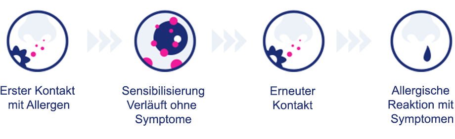 Heuschnupfen - passiert im Körper?