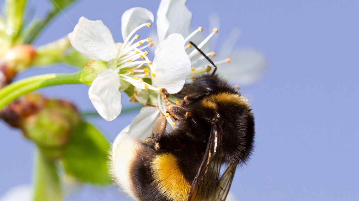 Insektengiftallergie: Ursachen