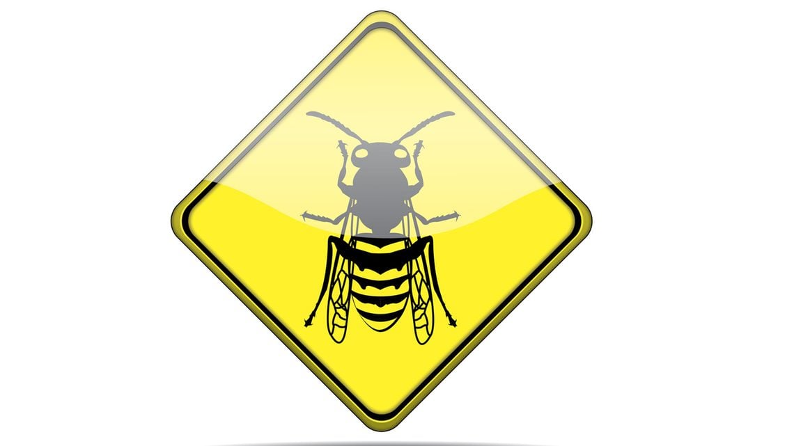 Tipps zum Schutz vor Bienen und Wespen
