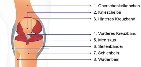 Knie: Aufbau