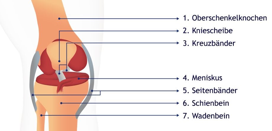 Kniearthrose Gelenk