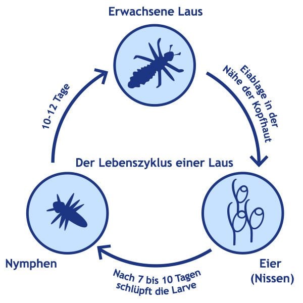 Kopfläuse Lebenszyklus