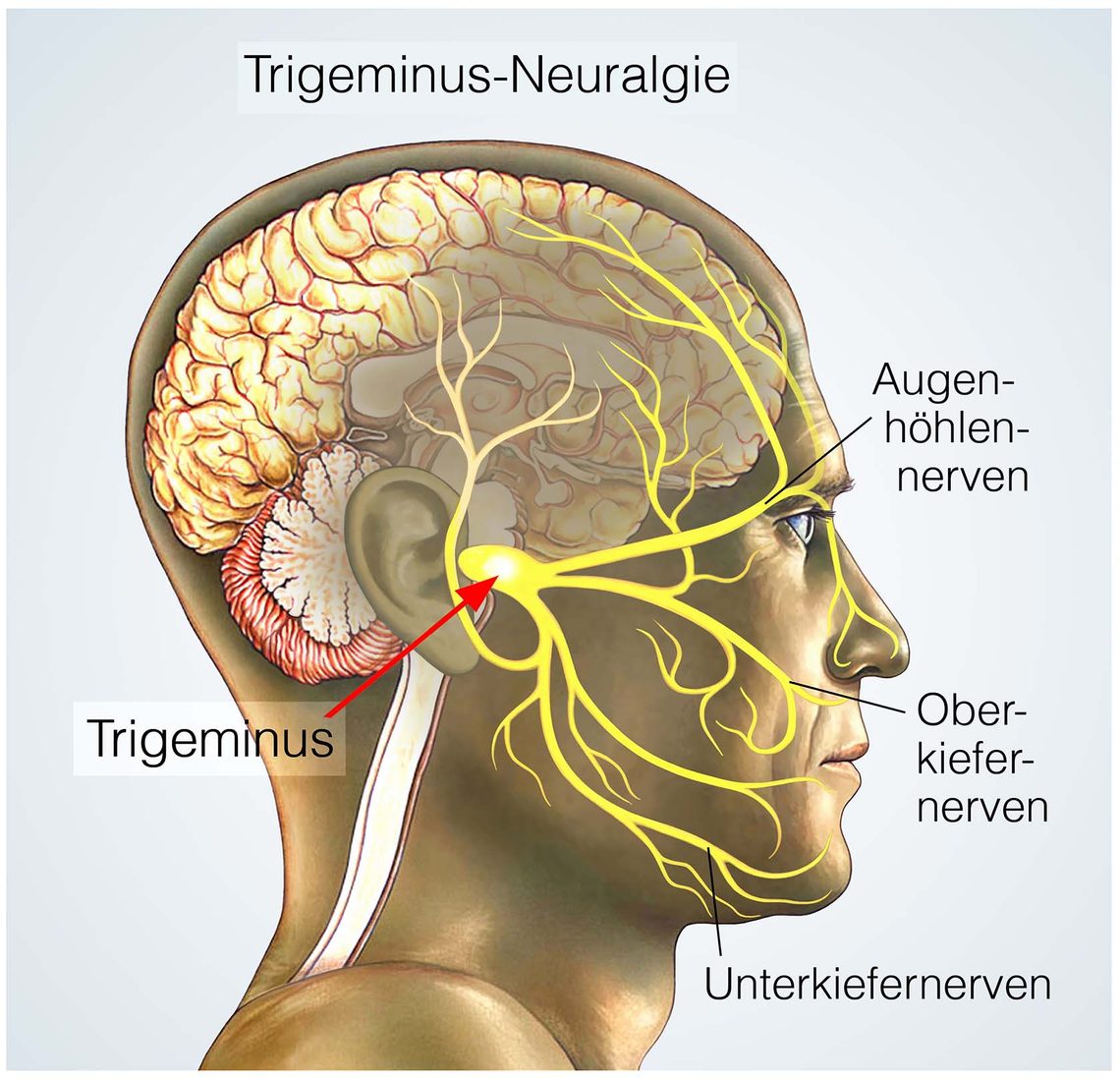 Wo verläuft der Trigeminusnerv?