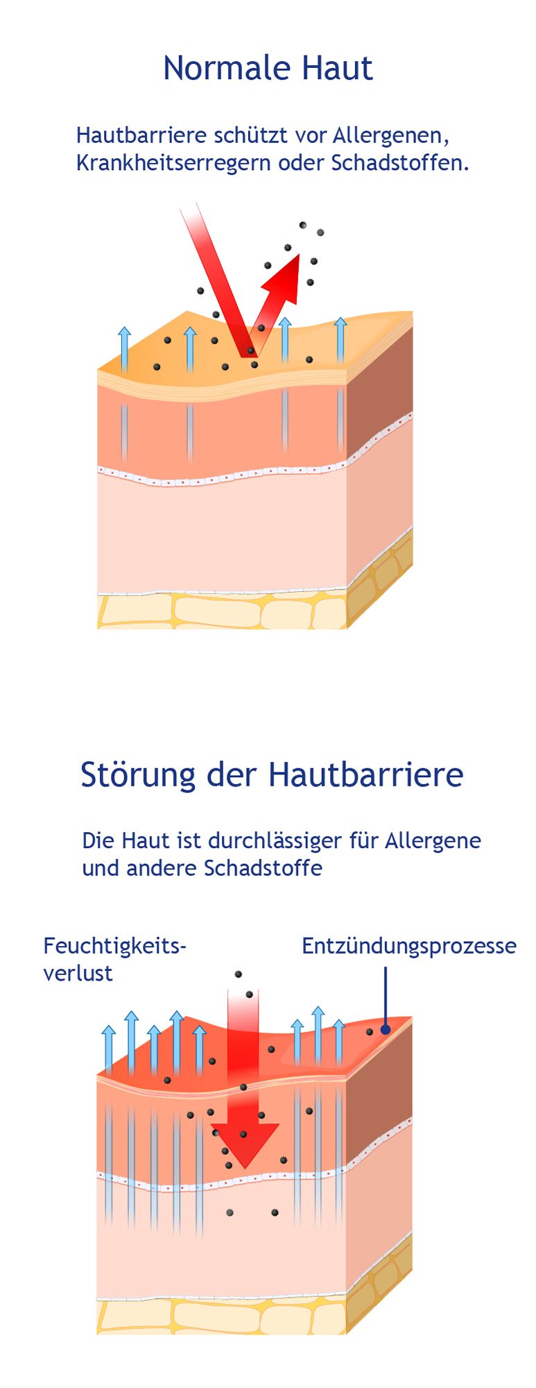 HautvergleichsgrafikTest