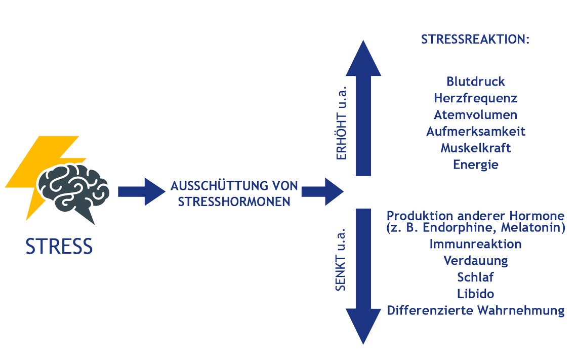 Ausschüttung von Stresshormonen