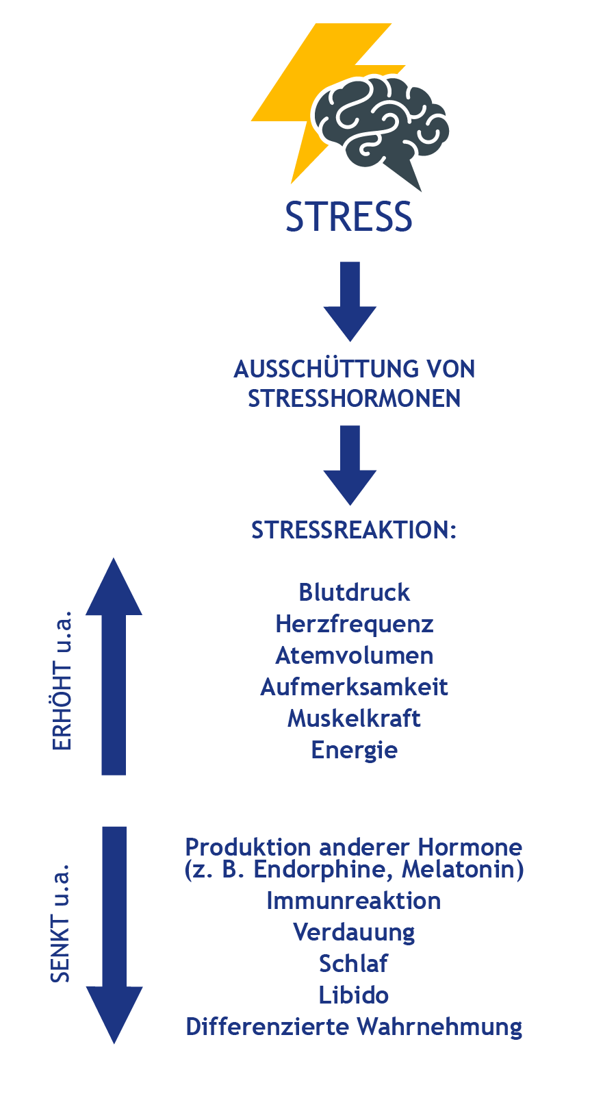 Ausschüttung von Stresshormonen