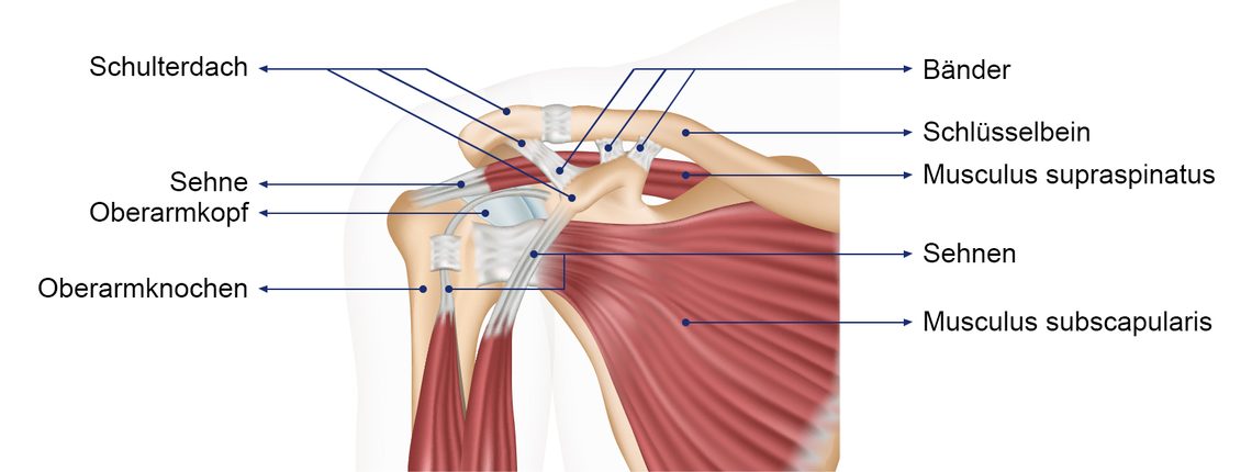 Schulterschmerzen Anatomie