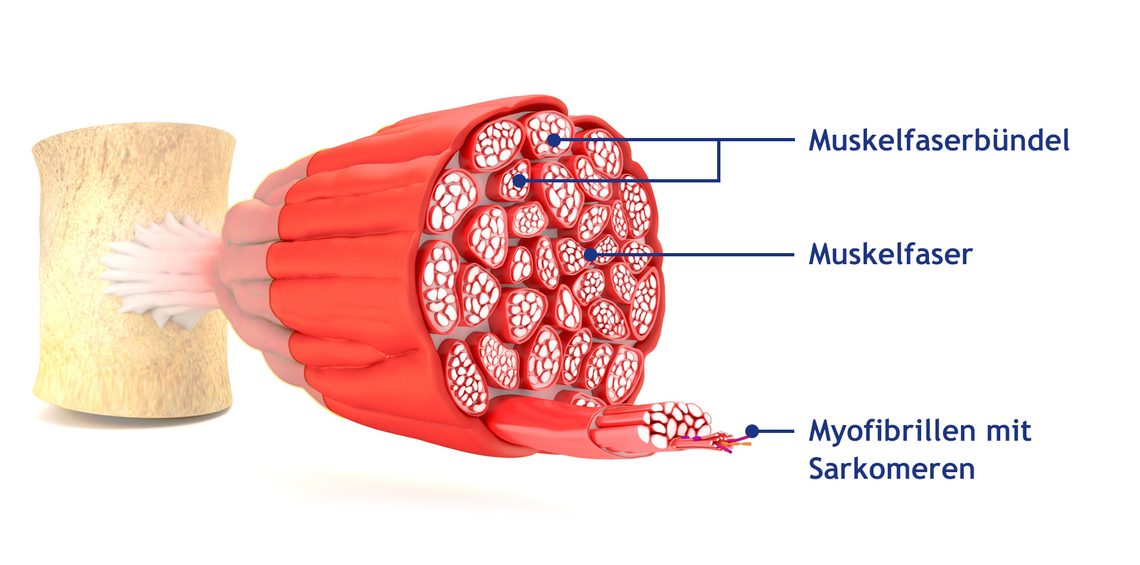 Anatomie eines Skelettmuskels