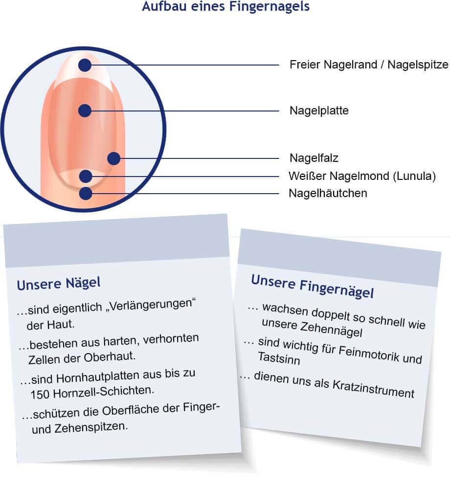 Unsere Nägel: Aufbau und Fakten